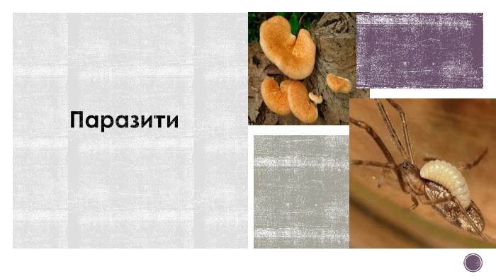 Паразити 