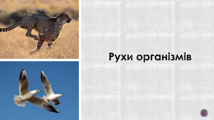 Рухи організмів