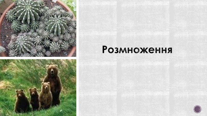 Розмноження 