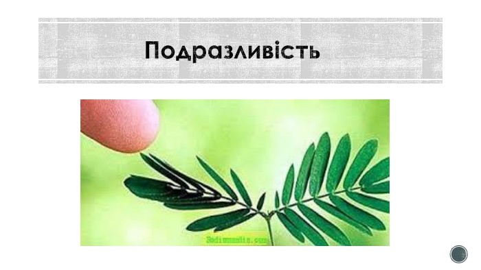 Подразливість 