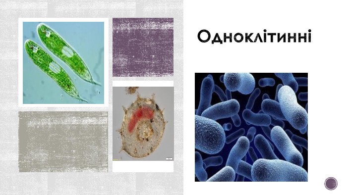 Одноклітинні 
