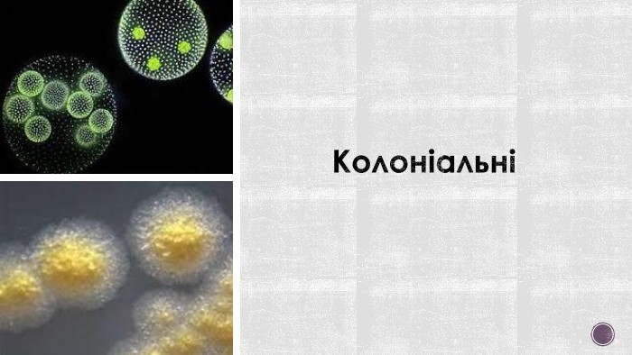 Колоніальні 