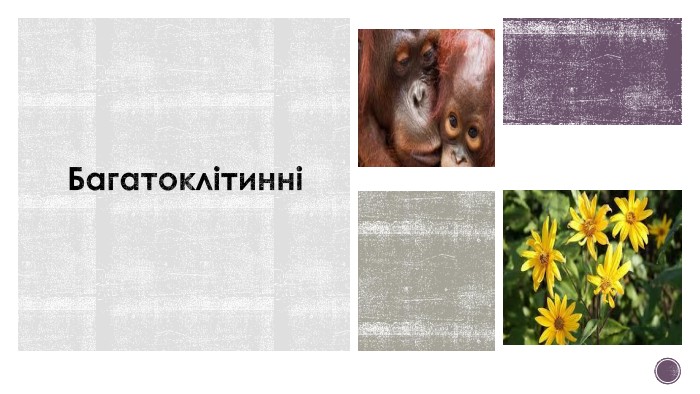 Багатоклітинні 