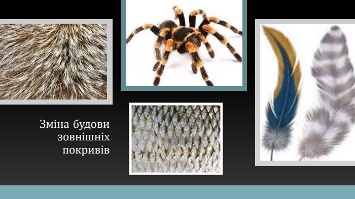Зміна будови зовнішніх покривів