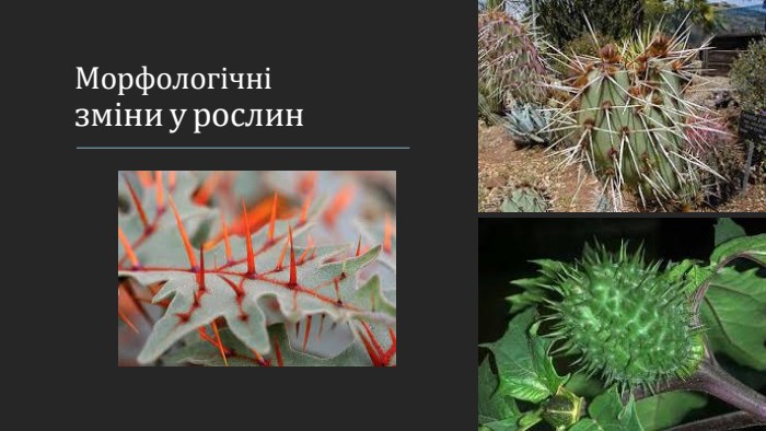 Морфологічні зміни у рослин
