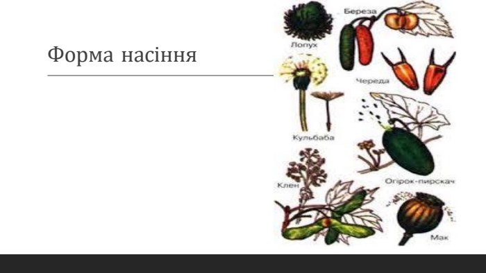 Форма  насіння