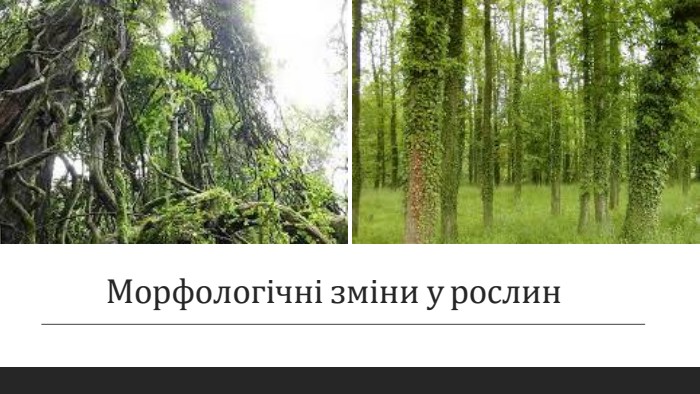 Морфологічні зміни у рослин