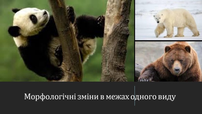 Морфологічні зміни в межах одного виду