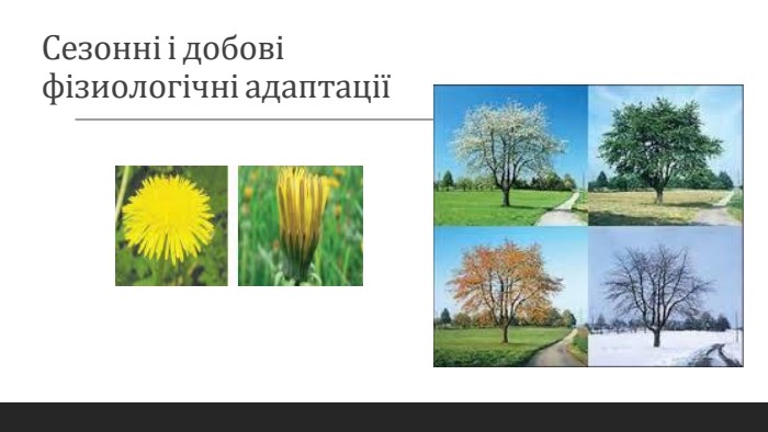 Сезонні і добові фізиологічні адаптації