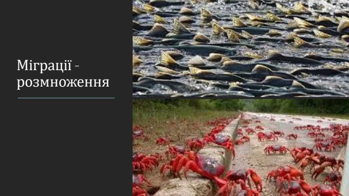Міграції - розмноження