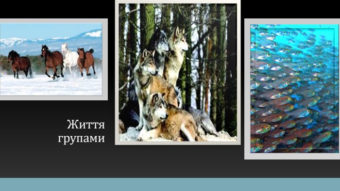 Життя групами