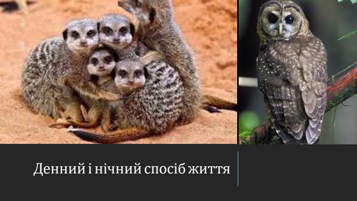 Денний і нічний спосіб життя