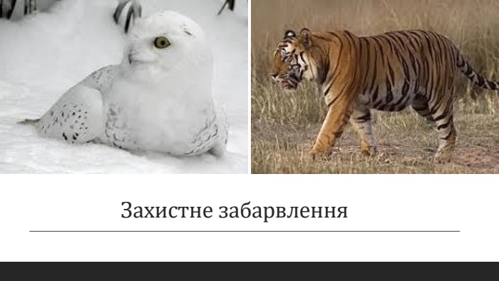 Захистне забарвлення
