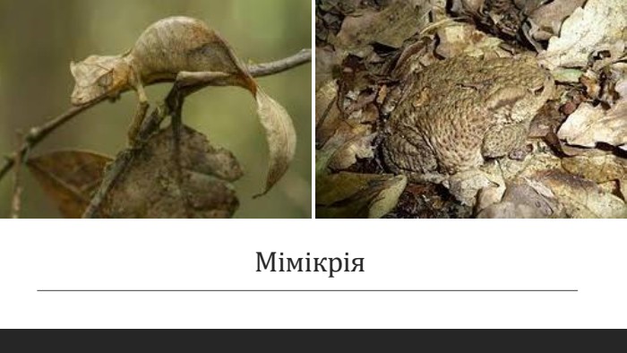 Мімікрія 