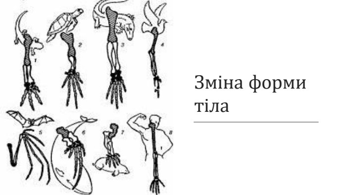 Зміна форми тіла