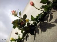 Eine Rose an einer Mauer