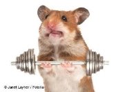 Ein Hamster stemmt Gewichte