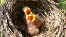 Das Bild zeigt kleine Vögel im Nest