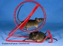 Zwei Mäuse, eine ist in einem Laufrad