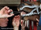 Ein Tierarzt schaut einem Pferd ins Maul