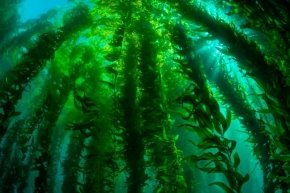 http://diving.lviv.ua/gallery/albums/userpics/10002/kelp-forest-diving-04.jpg