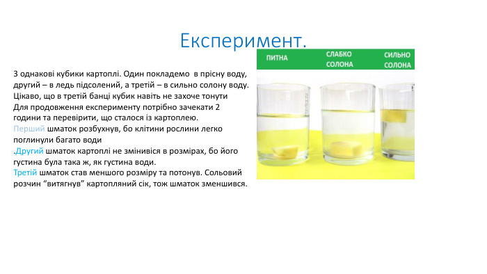 Експеримент.3 однакові кубики картоплі. Один покладемо в прісну воду, другий – в ледь підсолений, а третій – в сильно солону воду. Цікаво, що в третій банці кубик навіть не захоче тонути. Для продовження експерименту потрібно зачекати 2 години та перевірити, що сталося із картоплею. Перший шматок розбухнув, бо клітини рослини легко поглинули багато води. Другий шматок картоплі не змінивіся в розмірах, бо його густина була така ж, як густина води. Третій шматок став меншого розміру та потонув. Сольовий розчин “витягнув” картопляний сік, тож шматок зменшився.
