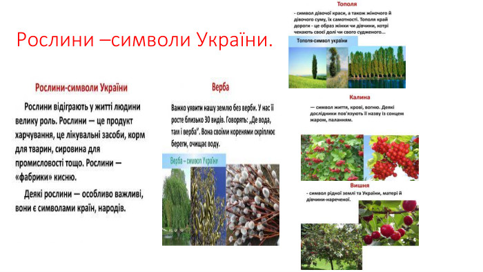 Рослини –символи України.