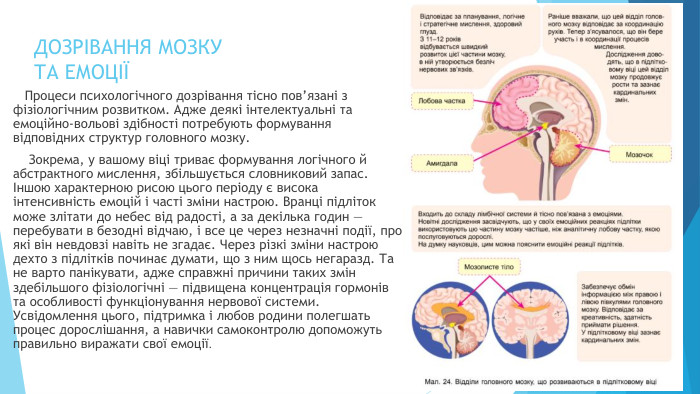 ДОЗРІВАННЯ МОЗКУ ТА ЕМОЦІЇ Процеси психологічного дозрівання тісно пов’язані з фізіологічним розвитком. Адже деякі інтелектуальні та емоційно-вольові здібності потребують формування відповідних структур головного мозку. Зокрема, у вашому віці триває формування логічного й абстрактного мислення, збільшується словниковий запас. Іншою характерною рисою цього періоду є висока інтенсивність емоцій і часті зміни настрою. Вранці підліток може злітати до небес від радості, а за декілька годин — перебувати в безодні відчаю, і все це через незначні події, про які він невдовзі навіть не згадає. Через різкі зміни настрою дехто з підлітків починає думати, що з ним щось негаразд. Та не варто панікувати, адже справжні причини таких змін здебільшого фізіологічні — підвищена концентрація гормонів та особливості функціонування нервової системи. Усвідомлення цього, підтримка і любов родини полегшать процес дорослішання, а навички самоконтролю допоможуть правильно виражати свої емоції.