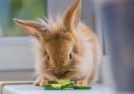 Харчові інстинкти кролика: як формуються смакові вподобання ...