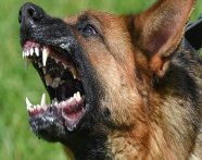 В Бердянске бродячий пес напал на подростка | Новости