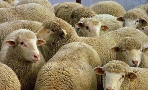 На Рівненщині «дизель» наїхав на стадо овець - ВГОЛОС