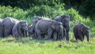 В танзании сорок слонов вытоптали пять деревень и 40 гектаров ...