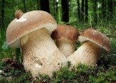 Отруєння грибами: 10 фактів, які важливо знати львів'янам
