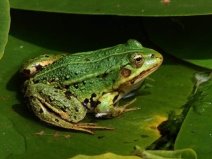Через дощі на Тернопільщині побільшало жаб | Про Те