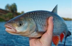 В українських водоймах до 2050 року може зникнути риба | Новини ...