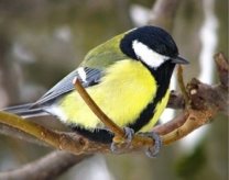 Цікавинки про птахів - Перелітні та зимуючі птахи