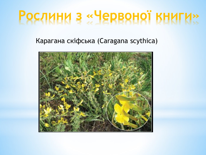 Рослини з «Червоної книги»Карагана скіфська (Caragana scythica)