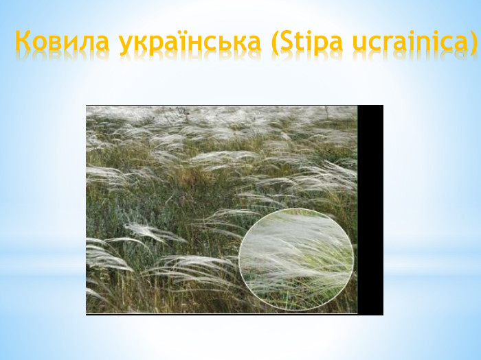 Ковила українська (Stipa ucrainica)
