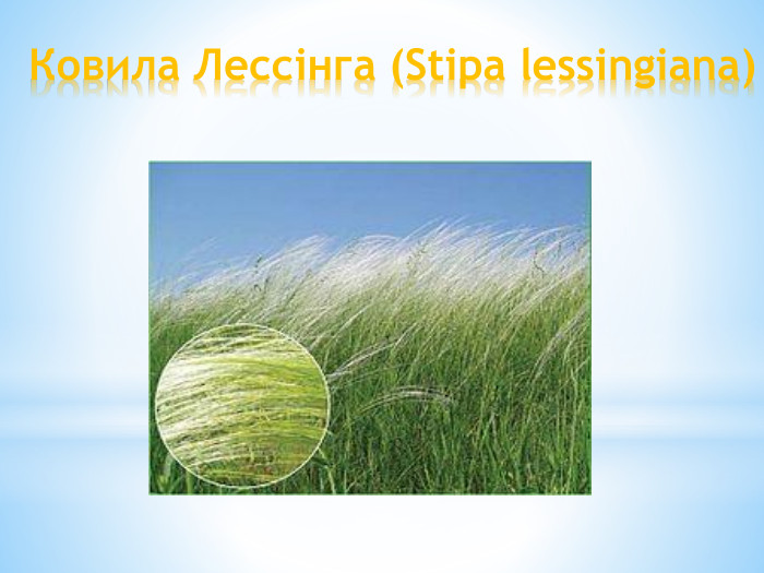 Ковила Лессінга (Stipa lessingiana)