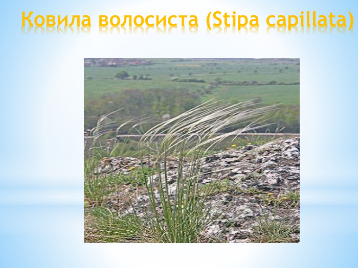 Ковила волосиста (Stipa capillata)