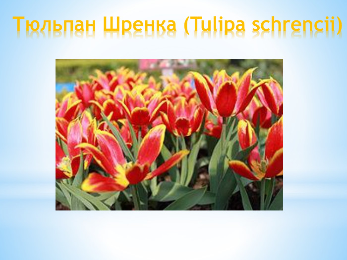 Тюльпан Шренка (Tulipa schrencii)