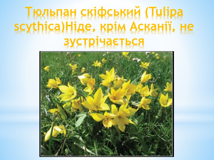 Тюльпан скіфський (Tulipa scythica)Ніде, крім Асканії, не зустрічається