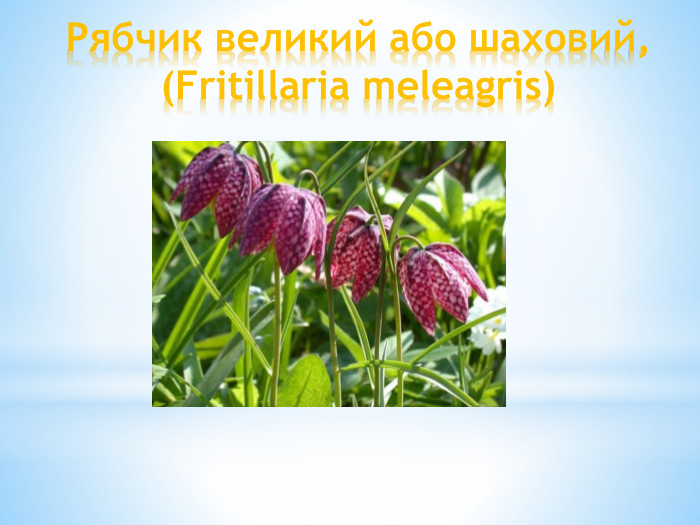 Рябчик великий або шаховий, (Fritillaria meleagris)