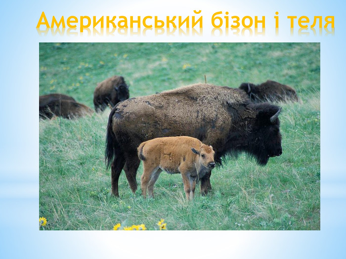 Американський бізон і теля