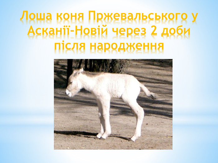 Лоша коня Пржевальського у Асканії-Новій через 2 доби після народження
