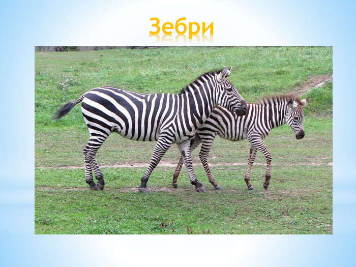Зебри