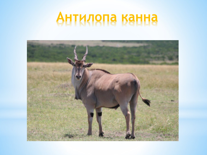 Антилопа канна