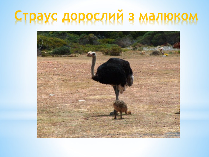 Страус дорослий з малюком