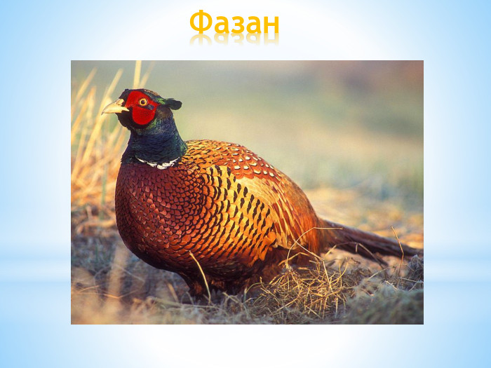 Фазан