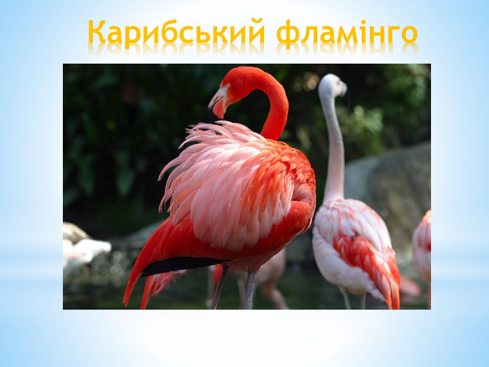 Карибський фламінго